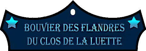 SITE WEB ELEVAGE DU CLOS DE LA LUETTE SPECIALISE POUR LE BOUVIER DES FLANDRES © COPYRIGHT DEPOSE